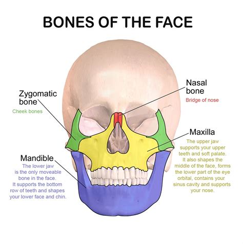 Facial bones and their function | Facial bones, Bone healing, Human ...