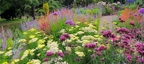 Create a Summer Flowering Perennial Border - The Diggers Club