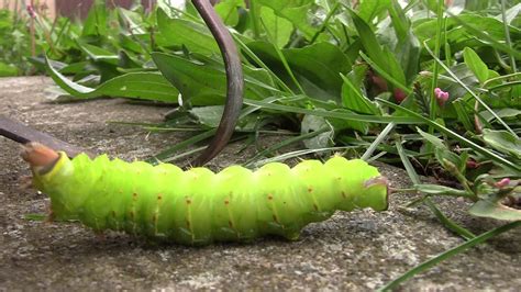 large Luna Moth caterpillar (actias luna) walks by camera in Autumn ...