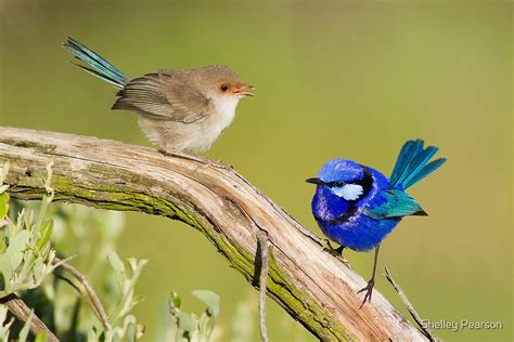 "Splendid Fairy-wren (Female & Male)" by Shelley Pearson | Redbubble