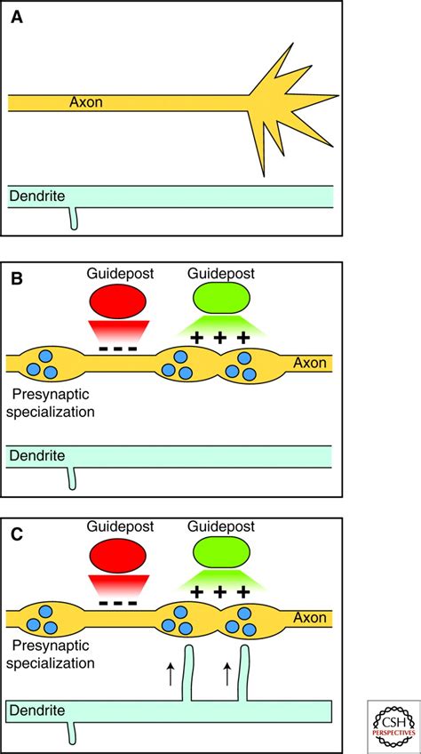 Guidance Molecules in Synapse Formation and Plasticity