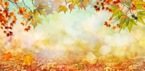 Orange Fall Leaves, Autumn Natural Background with Maple Trees Stock ...