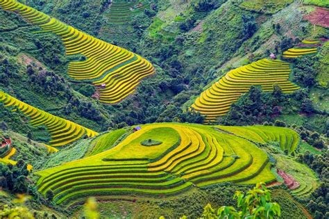 Mu Cang Chai's rice terraces: Vietnam's natural splendor