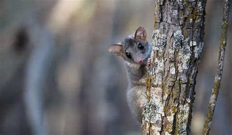 Red-Tailed Phascogales Returned to the Wild by AWC | The Animal Facts