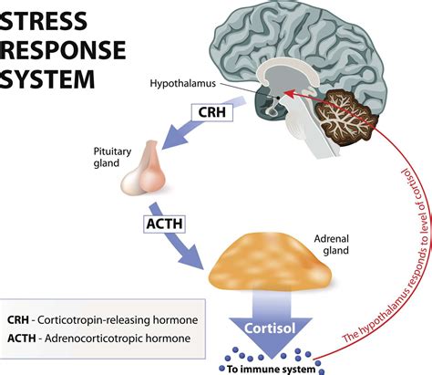 Cortisol: What It Is, Functions, Associated Conditions