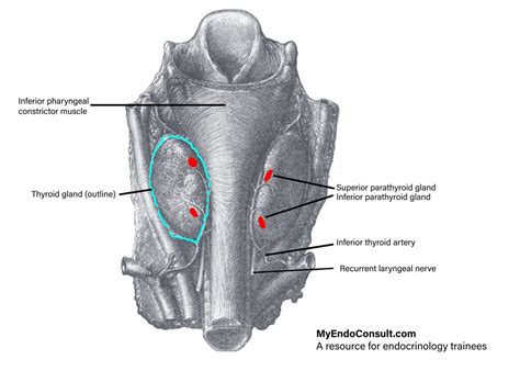 Anatomy Of The Parathyroid Gland (Endocrine Anatomy) - MyEndoConsult