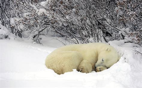 Canada Winter Snow: Sleeping Polar Bear HD Wallpaper