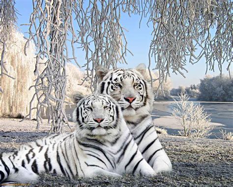 White Tiger Wallpapers HD - Wallpaper Cave