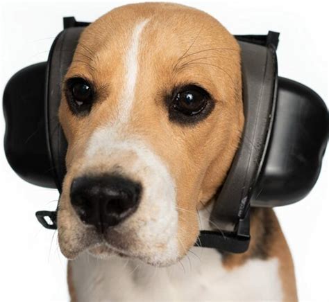 5 Best Dog Noise-Cancelling Headphones | RexiPets