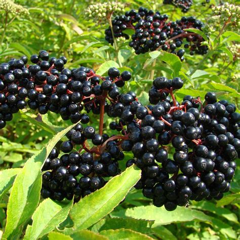 Elderberry(Sambucus Canadensis) - Schumacher's Nursery & Berry Farm