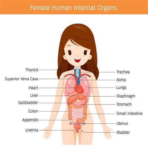 Female Body Diagram / Female Anatomy Diagram High Resolution Stock Photography ... : Simple ...