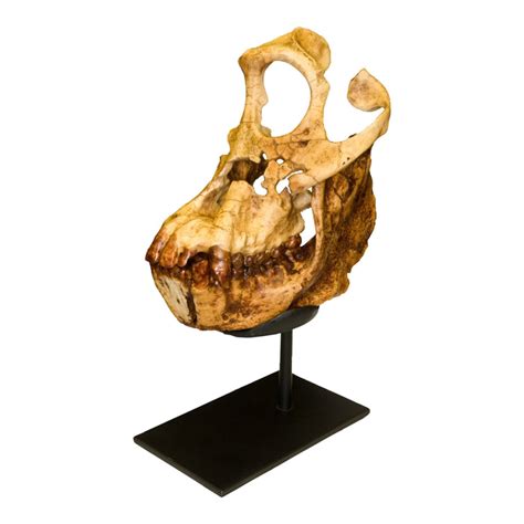 Replica Sivapithecus Skull For Sale — Skulls Unlimited International, Inc.