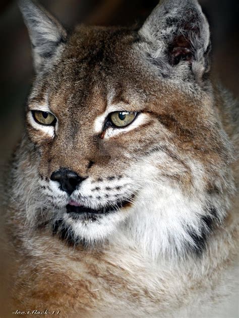 lynx eyes by photoflacky on DeviantArt