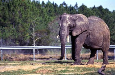 Florida Memory • African elephant at the Lion Country Safari amusement ...