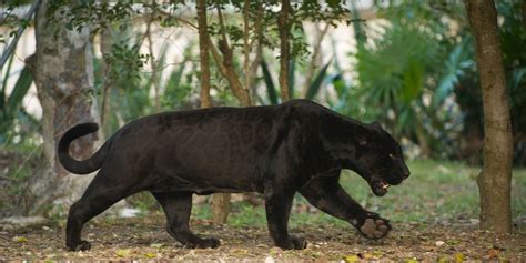 Black Jaguar Habitat