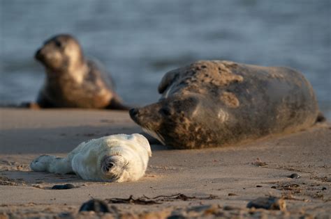 Adorable photos show first grey seal pup of the season born a short ...