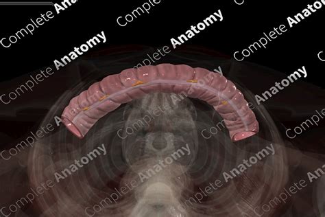 Transverse Colon | Complete Anatomy