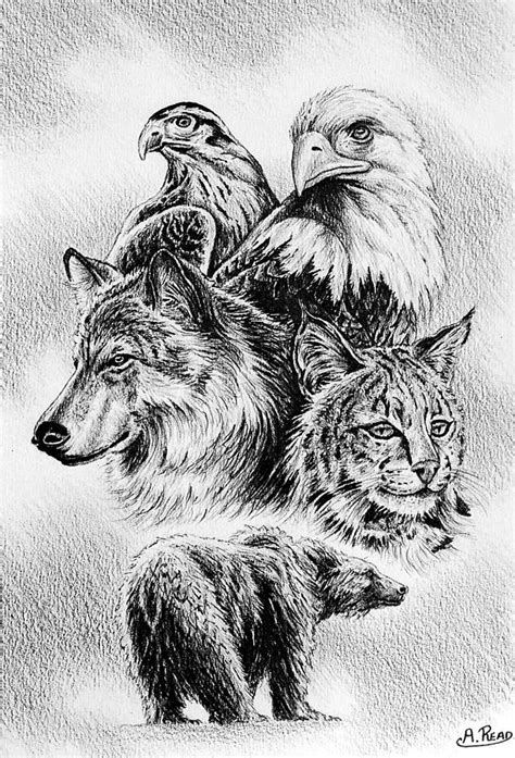 Wild Animals Pencil Drawing Images - Drawing animals pencil pencil ...