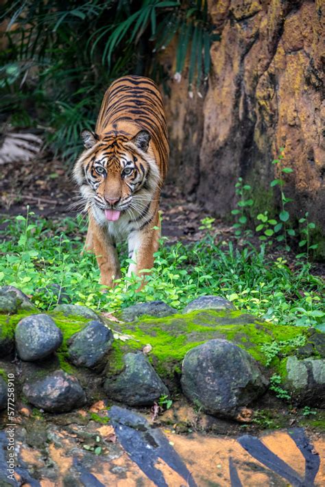 The closeup image of Sumatran tiger. It is a tiger population in the Indonesian island of ...