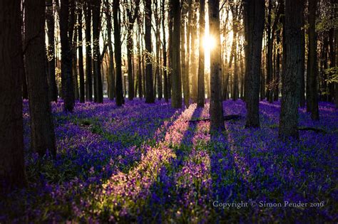 Bluebell Sunrise - Bluebells at sunrise, Dockey Wood, Ashridge. | Nature photography, Sunrise ...