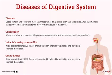 Digestive System (Human Anatomy): Picture, Functions, Diseases, and ...