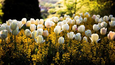 Hintergrundbilder : Sonnenlicht, Blumen, Natur, Park, Tulpen, Feld, Gelb, blühen, Frühling ...