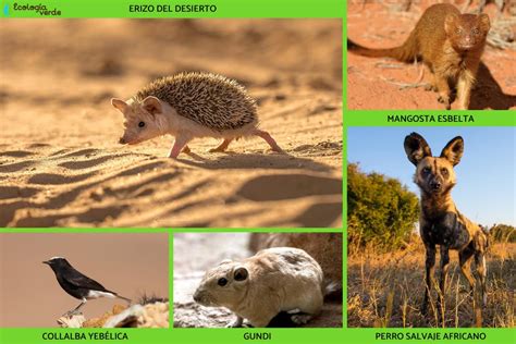 +20 animales del desierto del Sáhara - Nombres, características y FOTOS