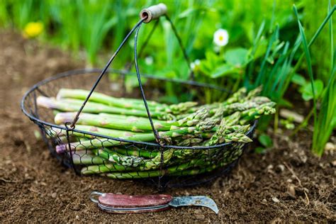 Harvesting, storing & cooking asparagus - Plantura