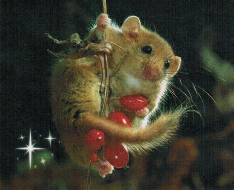 Mice Photo: All I want for Christmas is a Dormouse | Animals beautiful, Christmas mouse, Dormouse