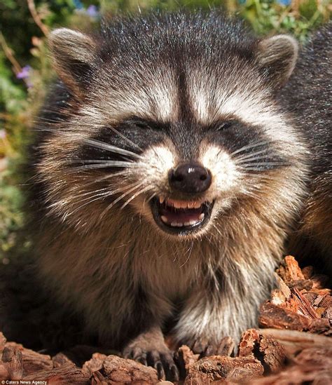 What's so funny? This raccoon looks like he has just heard the ...