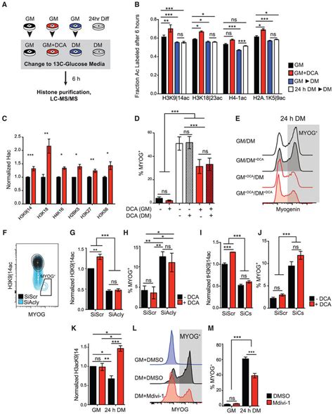 Glucose Flux toward Histone Acetylation Decreases upon Myogenic... | Download Scientific Diagram