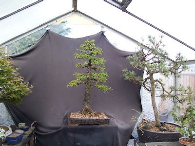 MiKo Bonsai: Larches in Spring