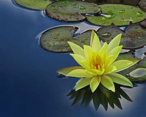 Yellow Lotus Flower In Different Cultures Meanings - Greenplantpro