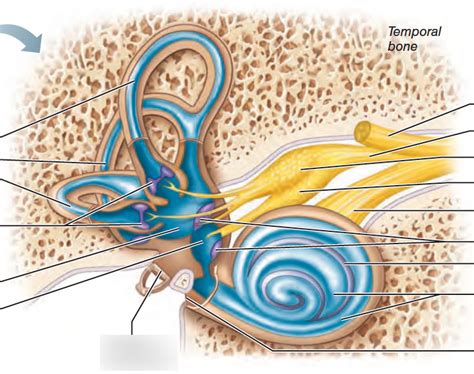 inner ear Diagram | Quizlet