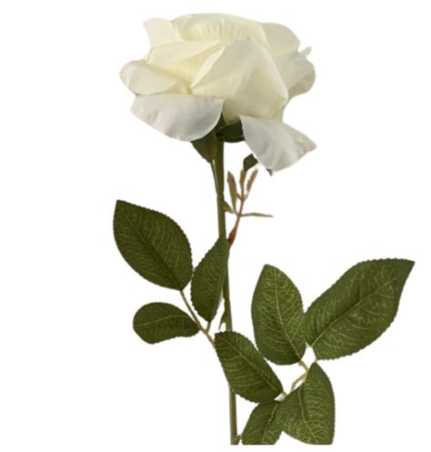 60cm - White Single Stem Rose