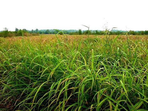 Johnson Grass: All About Sorghum Halepense Weed – Gardendi