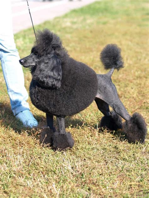 The Moyen Poodle: 11 Things you Should Know