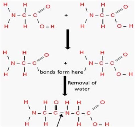 Formation of peptide bond with removal of water molecule. | Download Scientific Diagram