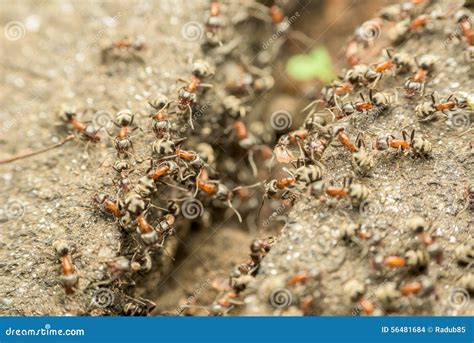 A Swarm Of Ants In The Air. Season Of Reproduction In Ants. Winged Ants. Royalty-Free Stock ...