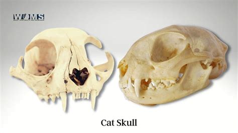 The ultimate guide to Pig skull: Images and Anatomy - WOMS