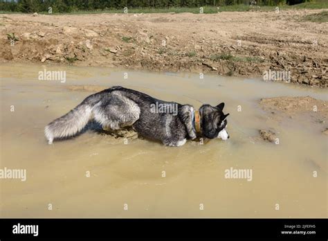 A gray Siberian Husky bathing in the swamp Stock Photo - Alamy