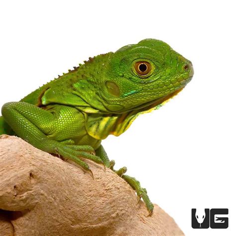 Baby Green Iguanas (Iguana iguana) For Sale - Underground Reptiles