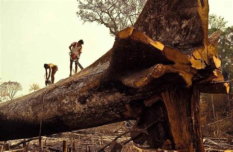 20 Alarming Photos Of The Disappearing Amazon Rainforest