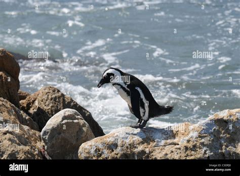 African Penguins, Betty`s Bay, Cape Town Stock Photo - Alamy