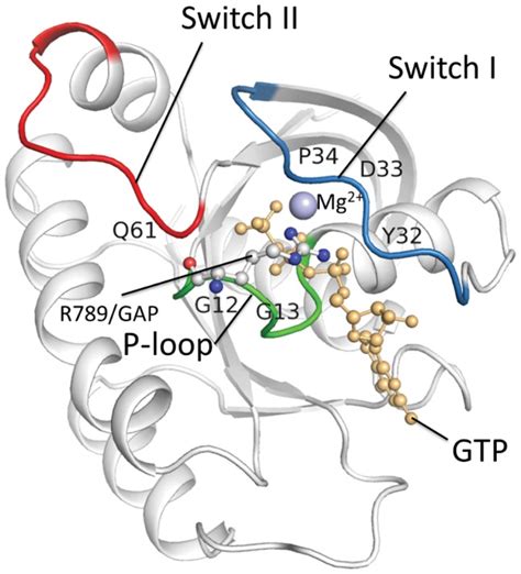 The structure contains three sensitive sites: the P-loop (green), the ...