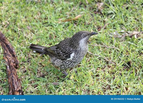 Australian Little Wattle Bird Stock Photography - Image: 29196532