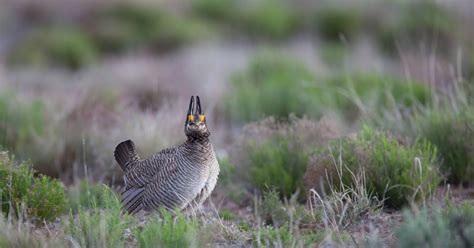 Lesser prairie-chicken habitat conservation plan for oil and gas ...