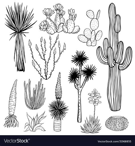 Desert plants cacti sketch Royalty Free Vector Image