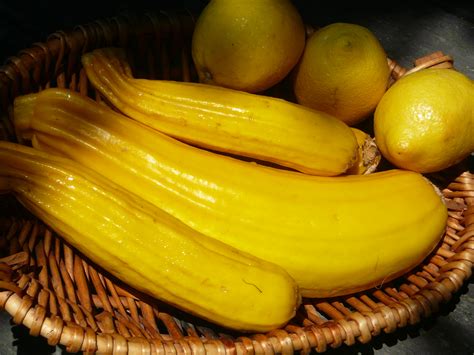 yellow crookneck squash | Recipes from Nash's Organic Produce