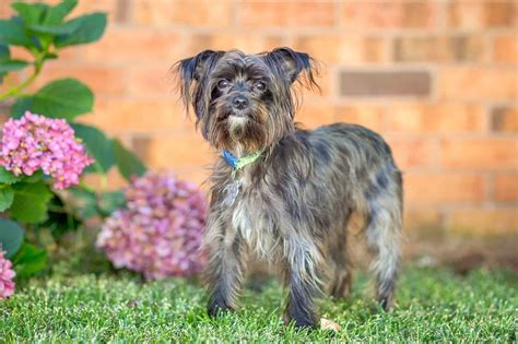 Maltese Terrier Mix: Info, Pictures, Facts, Traits, FAQs & More